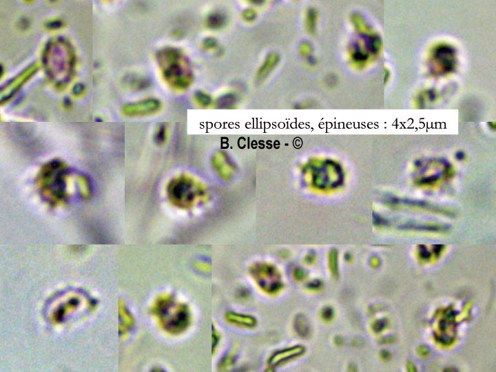 Trechispora microspora