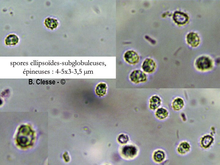 Trechispora mollusca