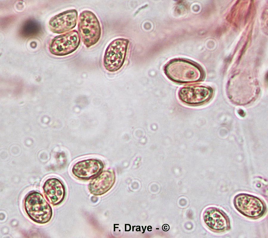 Tubaria conspersa