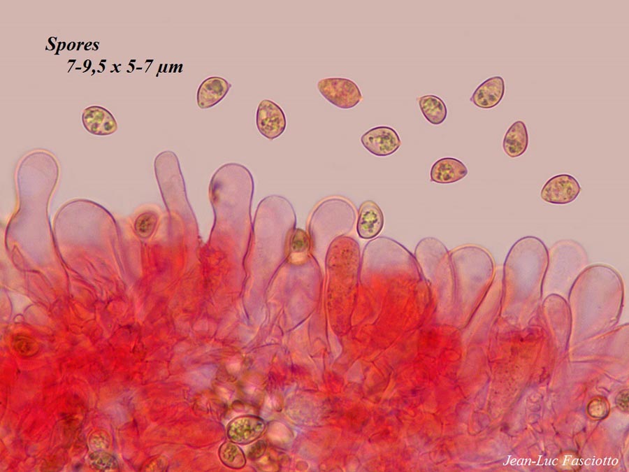 Tubaria conspersa