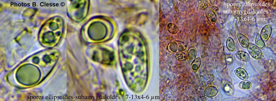 Tubaria furfuracea