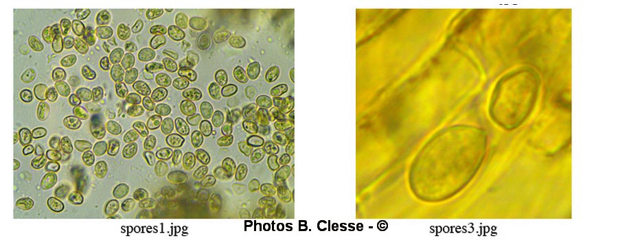 Tubaria furfuracea