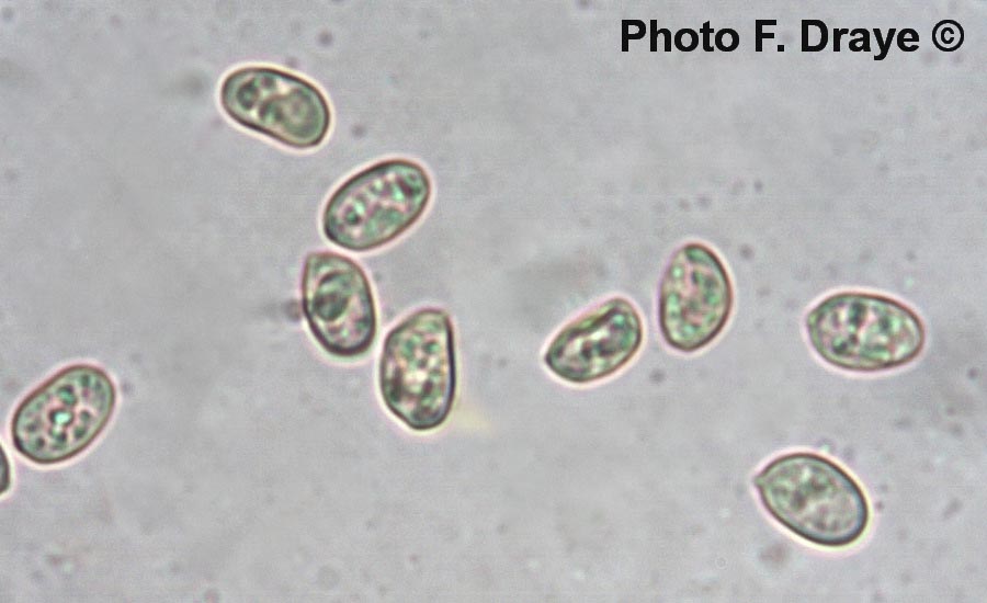 Tubaria furfuracea