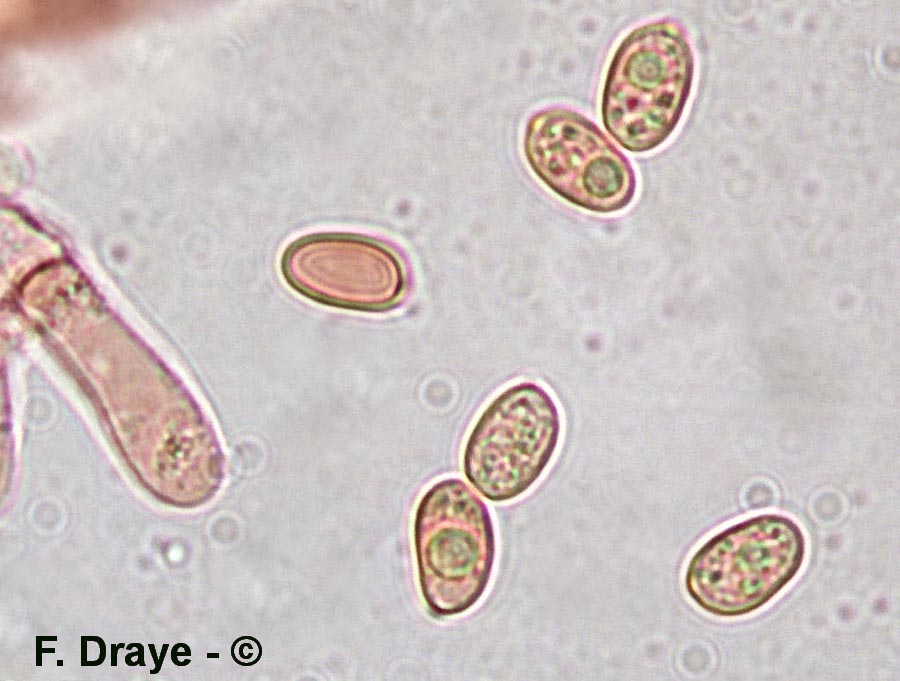 Tubaria hiemalis var. major