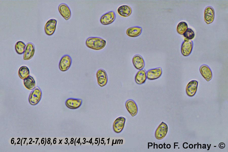 Tubaria hiemalis