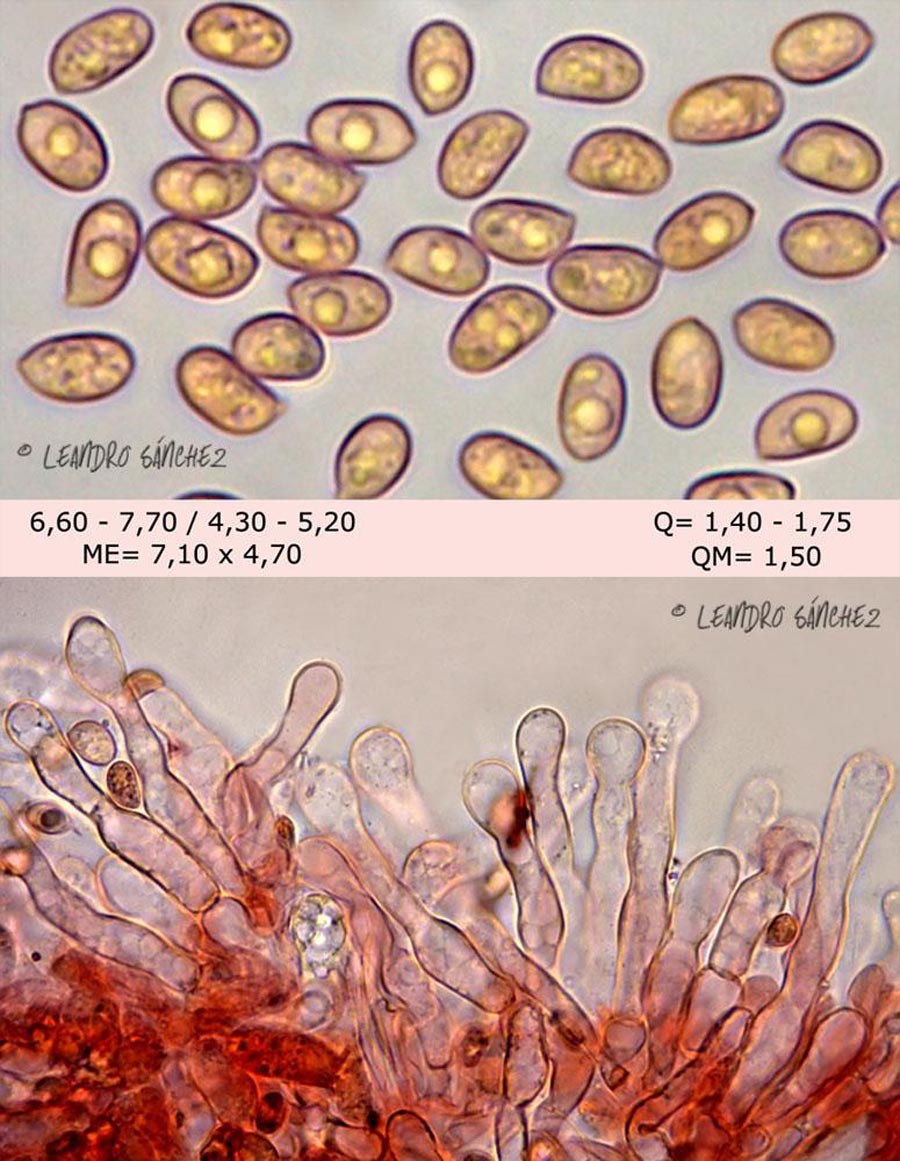 Tubaria hiemalis