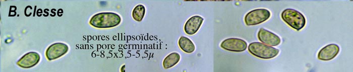 Tubaria romagnesiana