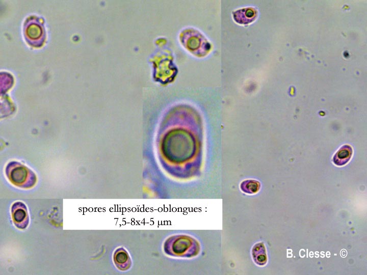 Tubulicrinis regificus