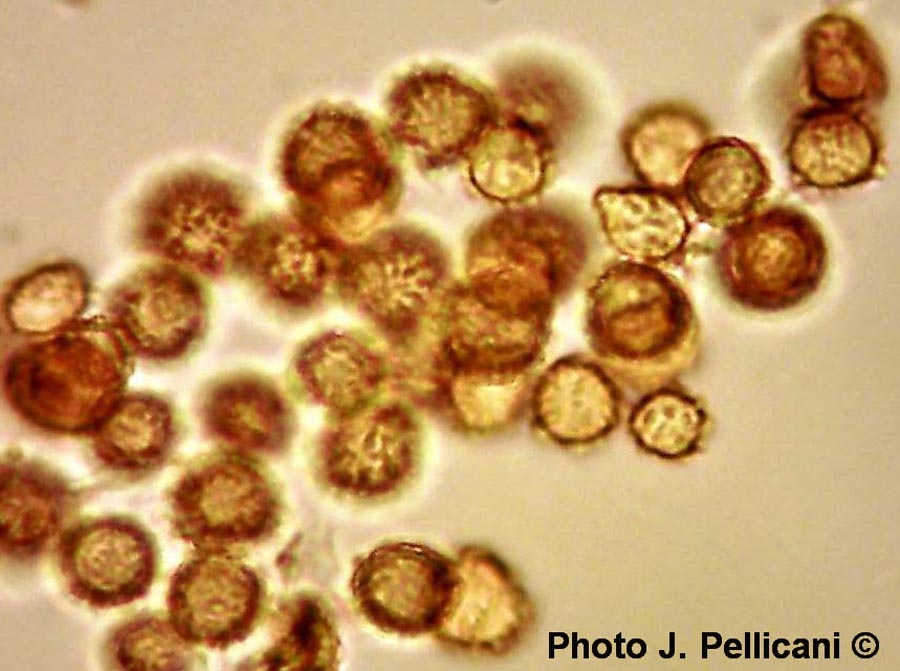 Tulostoma squamosum