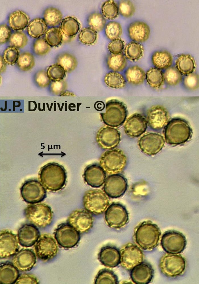 Tulostoma squamosum