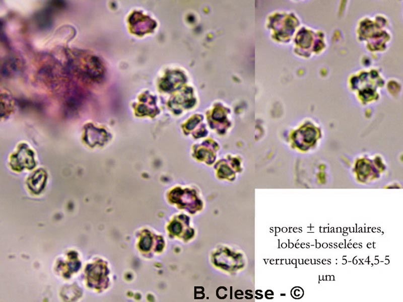 Tylospora fibrillosa