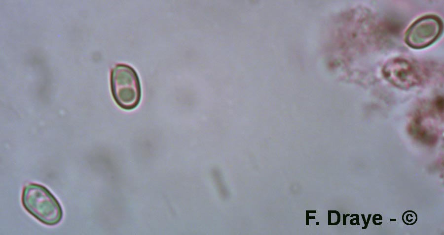 Volvariella murinella (Volvaria murinella)