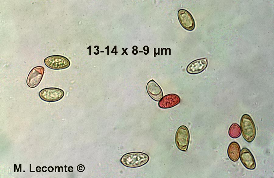 Volvariella gloiocephala (Volvopluteus gloiocephalus, Volvariella speciosa)