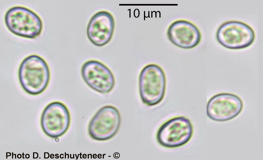 Volvariella pusilla