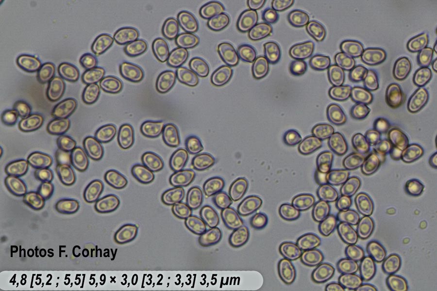 Volvariella surrecta