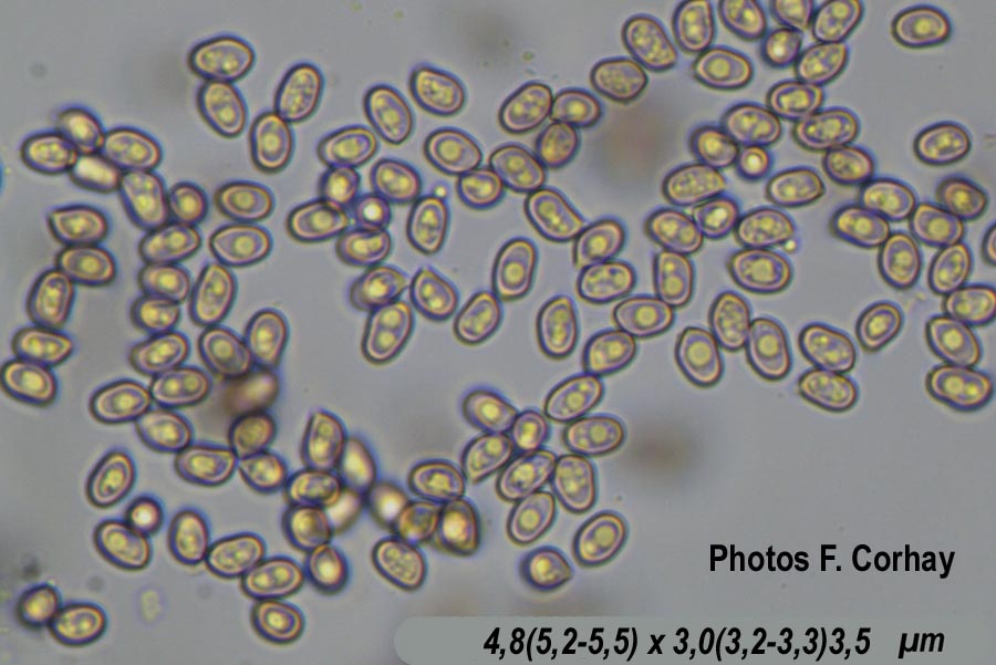 Volvariella surrecta