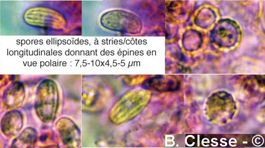 Xenasma pulverulentum