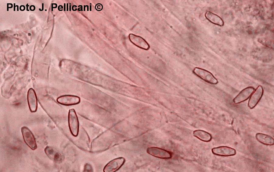 Xerocomus porosporus