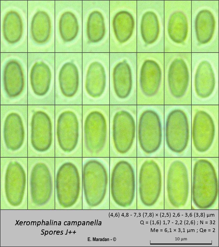 Xeromphalina campanella