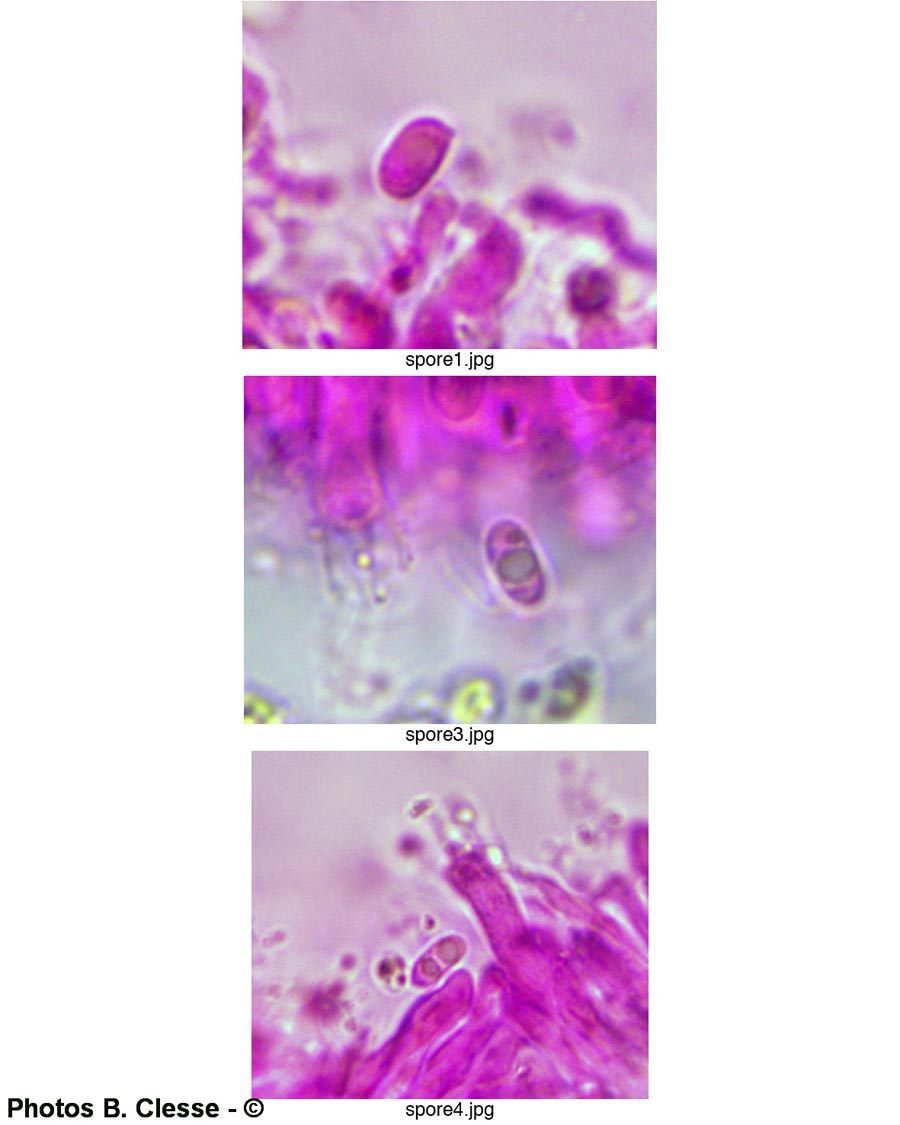 Xylodon crustosus (Basidioradulum crustosum)