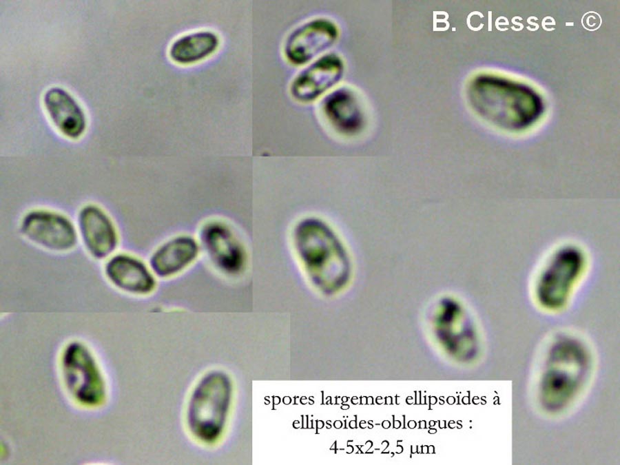 Xylodon nespori