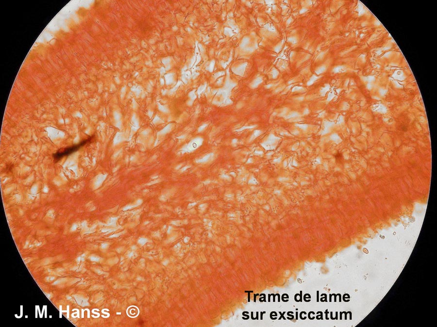 Amanita umbrineolutea