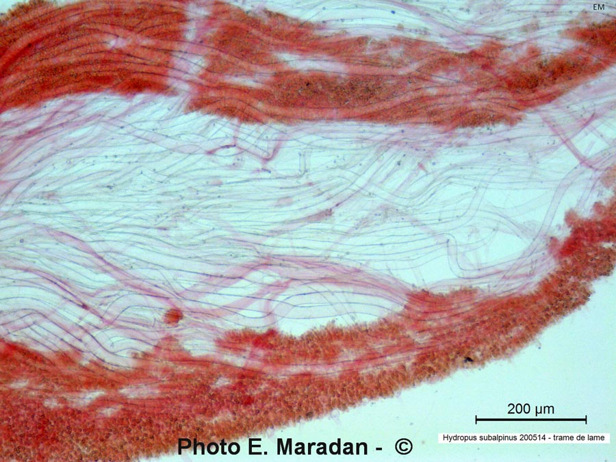 Hydropus subalpinus