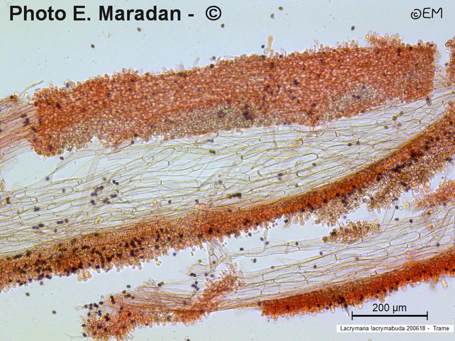 Lacrymaria lacrymabunda (Psathyrella velutina, Psathyrella lacrymabunda)