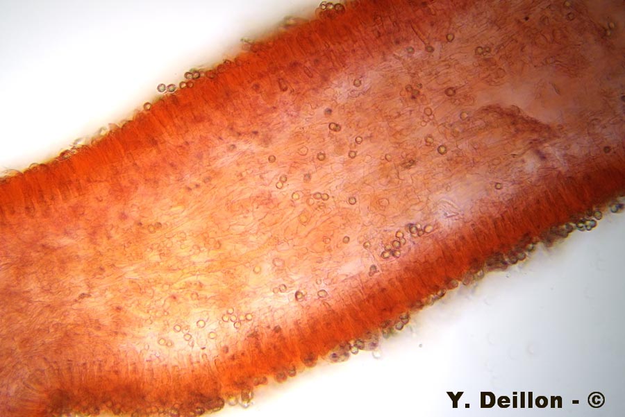 Lactarius aurantiacus