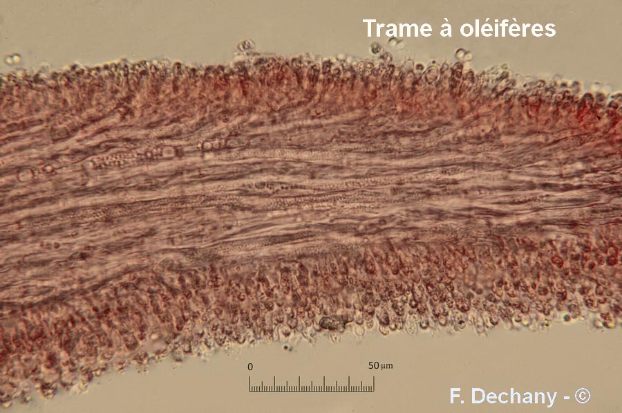 Lentinellus castoreus (Lentinellus castoreus f. ochropallidus)