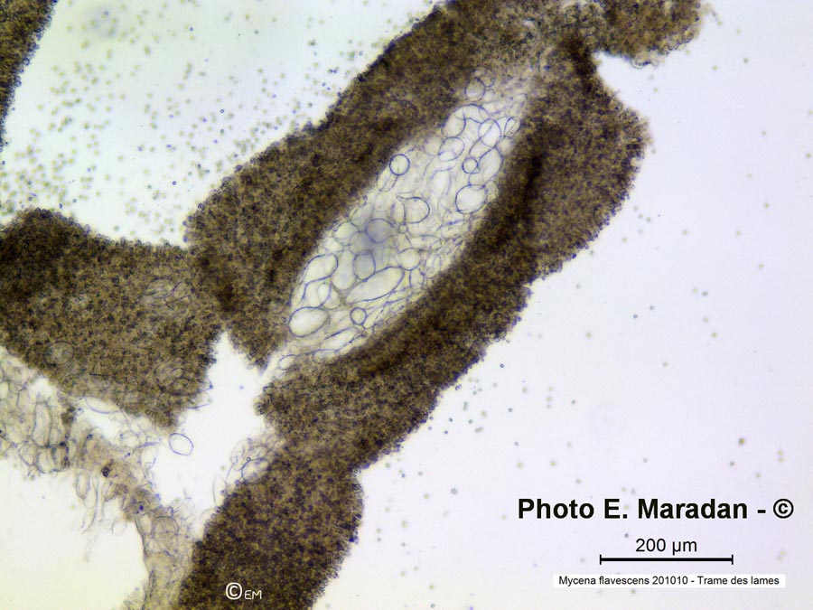 Mycena flavescens