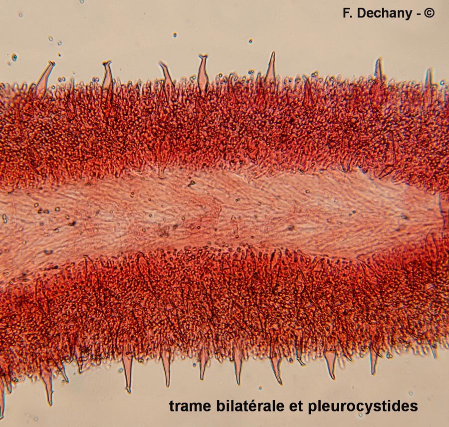 Pluteus pellitus