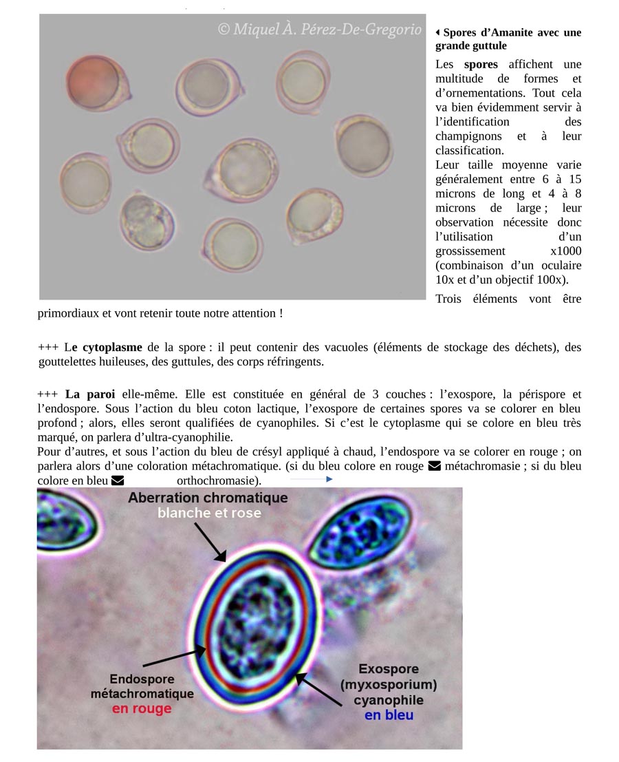 Qu'est-ce qu'un champignon