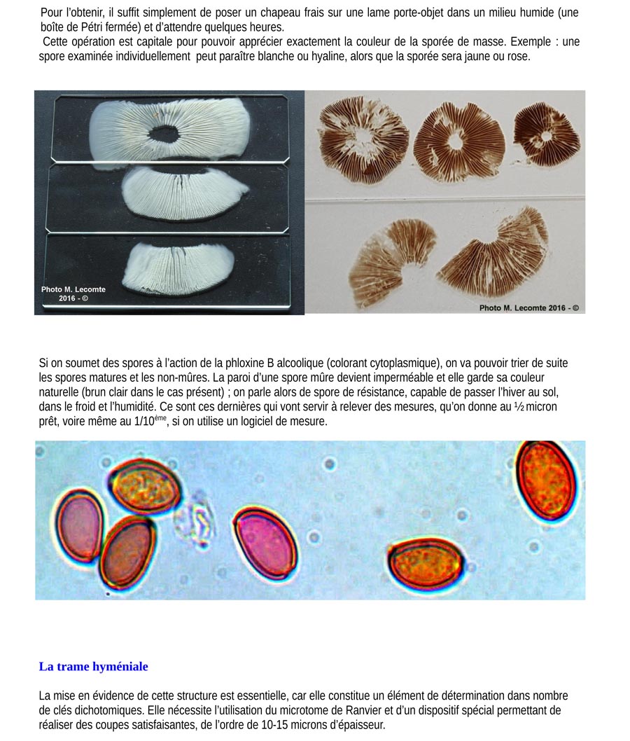 Qu'est-ce qu'un champignon