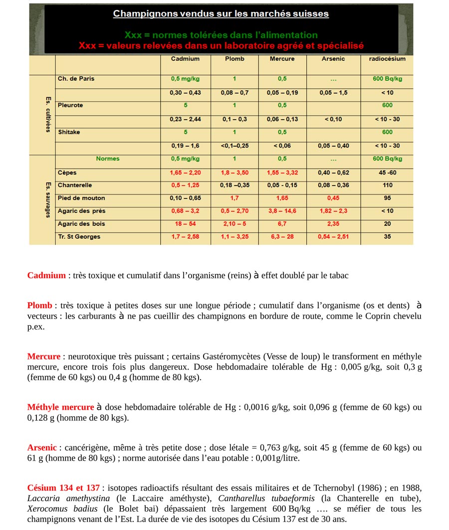 Qu'est-ce qu'un champignon