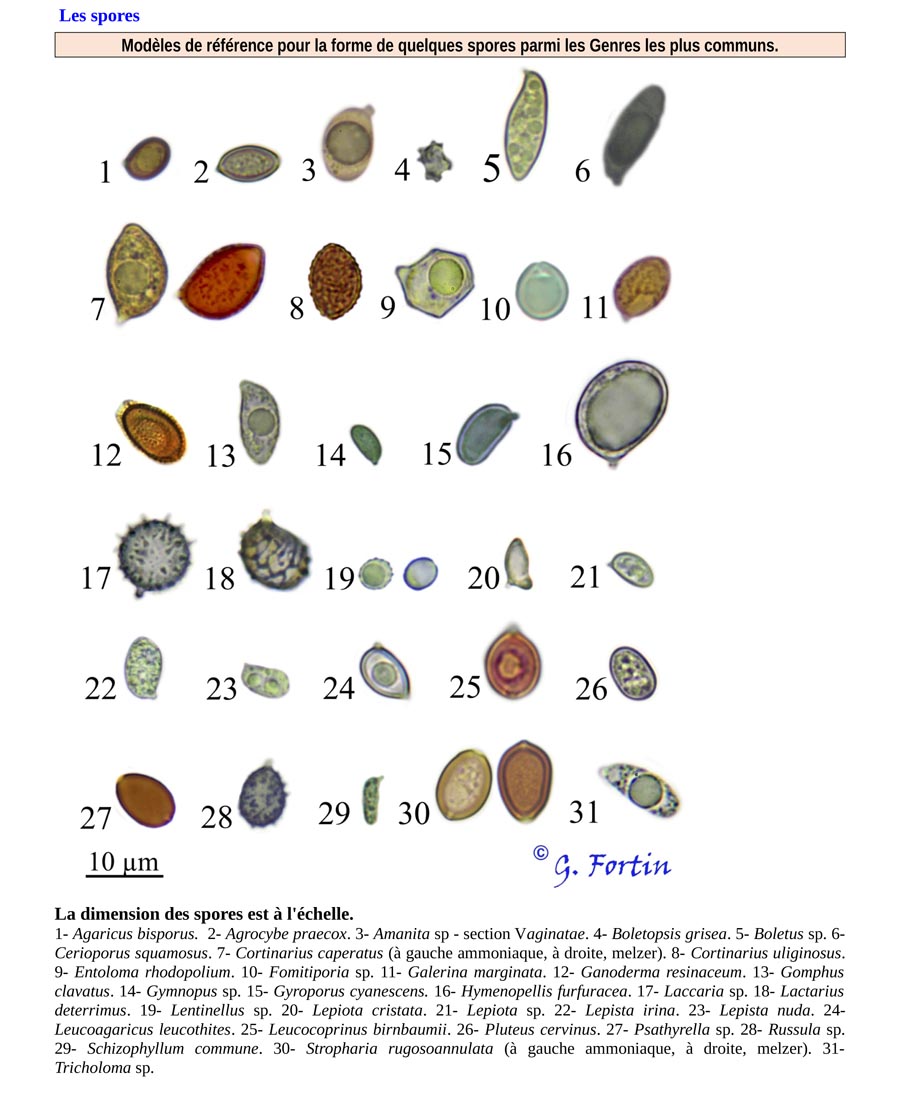 Qu'est-ce qu'un champignon