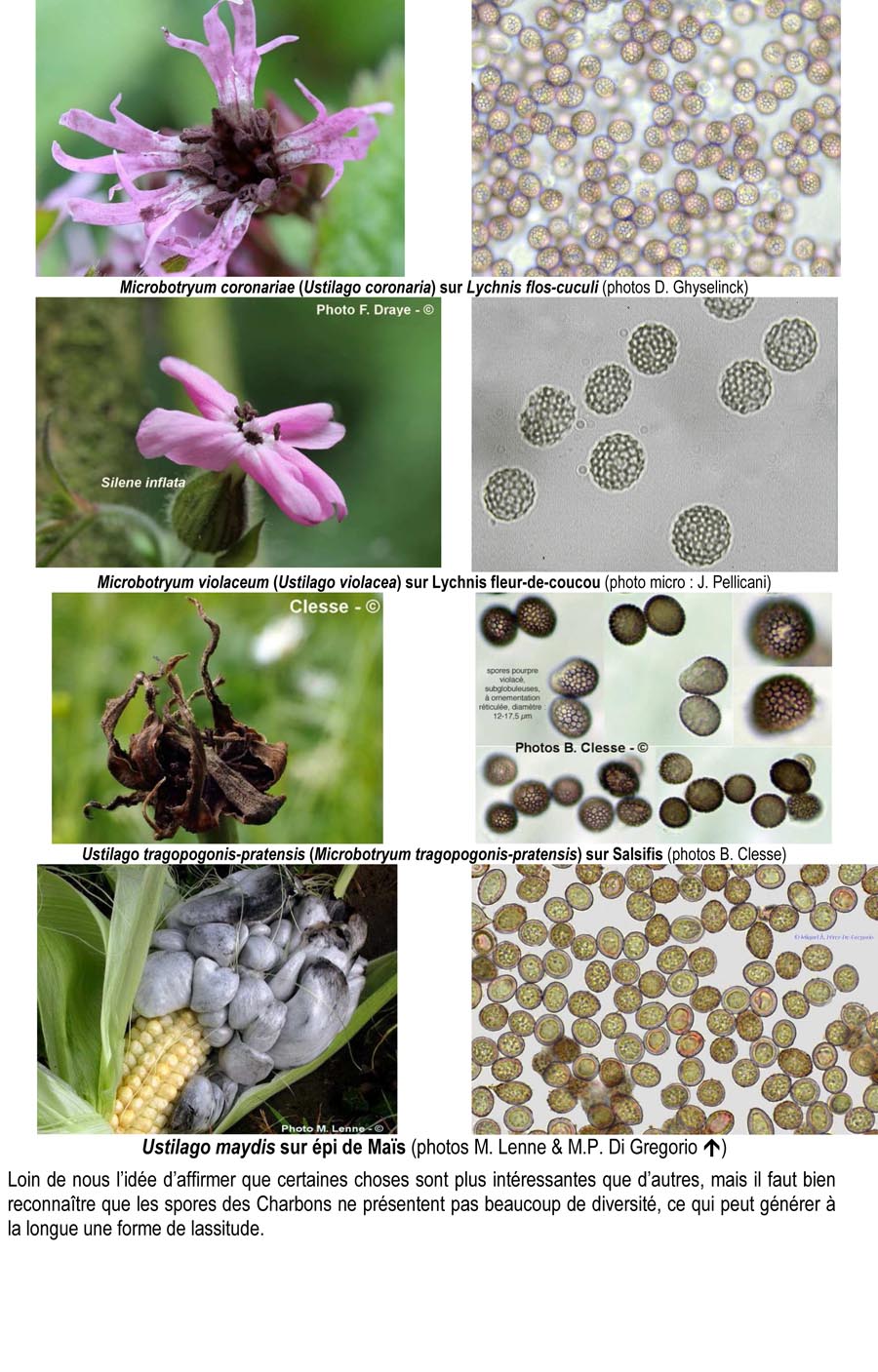 Charbons (ou Ustilaginomycètes)