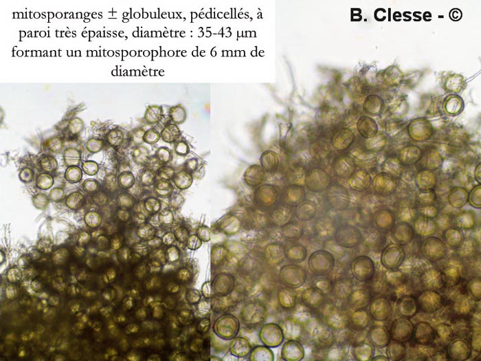 Glomus microcarpum