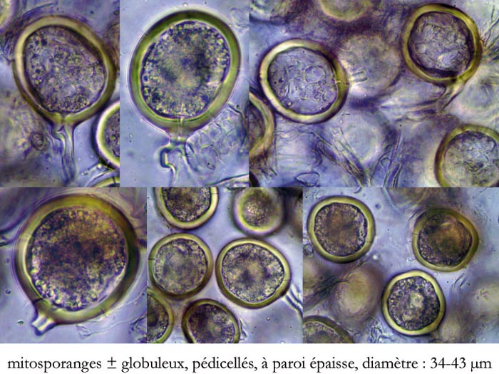 Glomus microcarpum