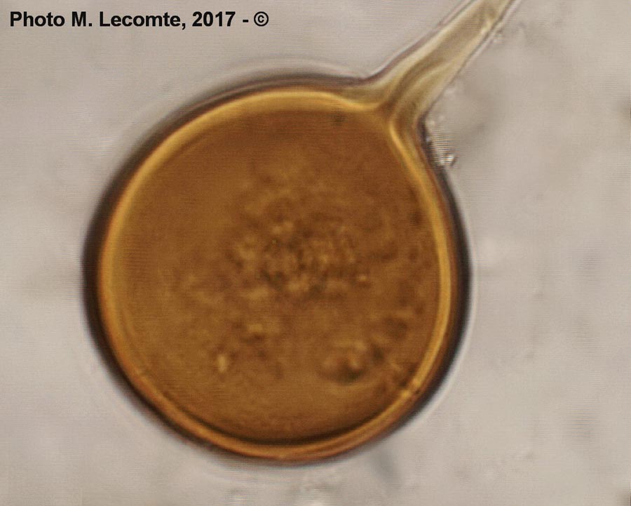 Glomus sp. sur Valerianella locusta