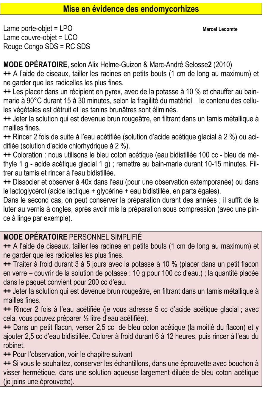 Mise en évidence des endomycorhizes et coloration d'une exomycorhize (M. Lecomte)