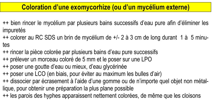 Mise en évidence des endomycorhizes et coloration d'une exomycorhize (M. Lecomte)