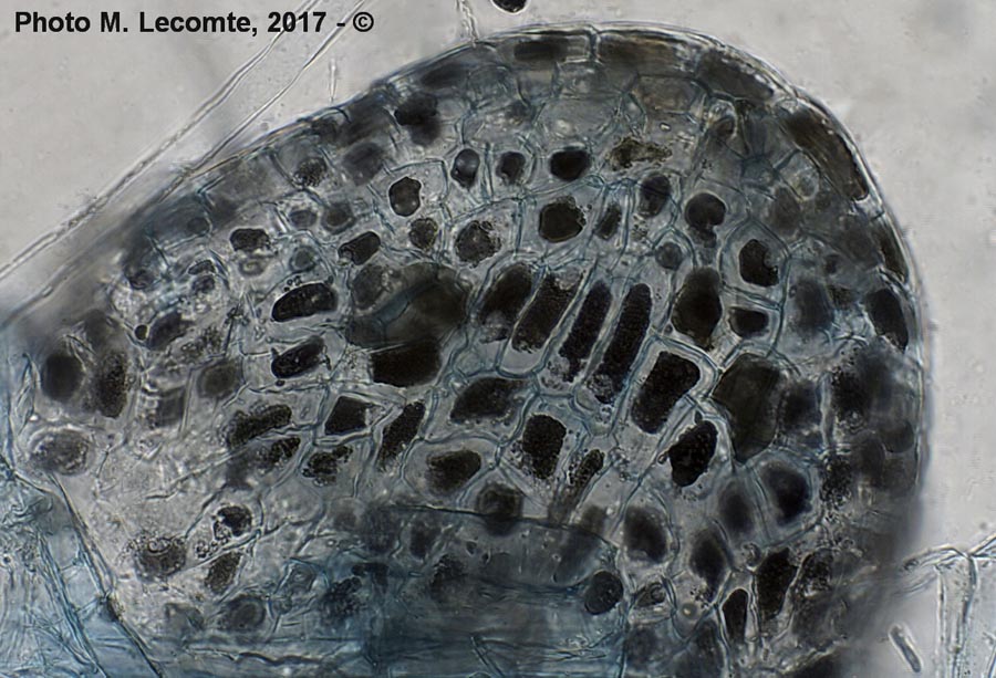 Acer pseudoplatanus (érable sycomore) (M. Lecomte)