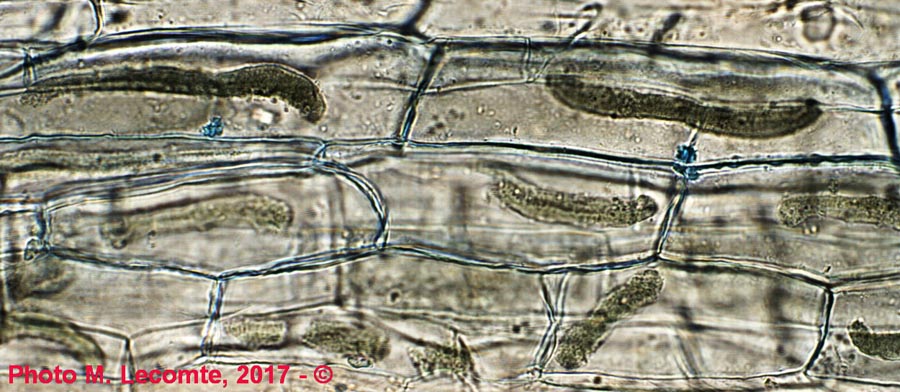 Acer pseudoplatanus (érable sycomore) (M. Lecomte)