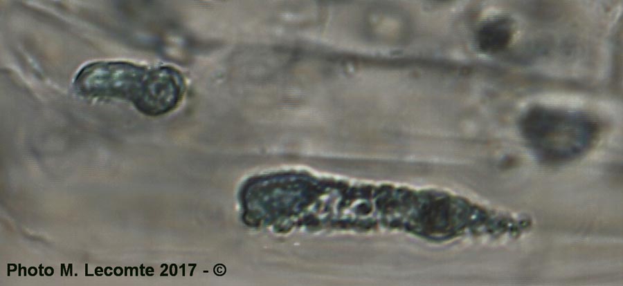 Aethusa cynapium (petite cigüe)