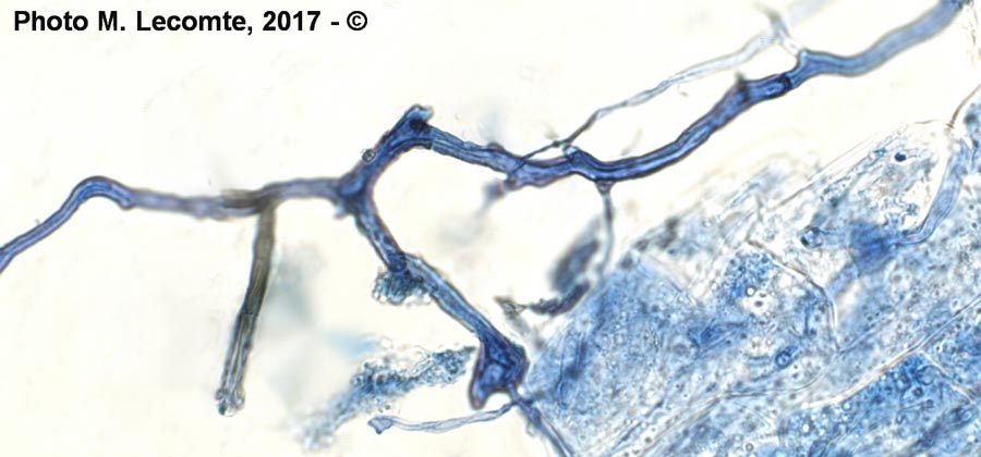 Ilex aquifolium ( houx)