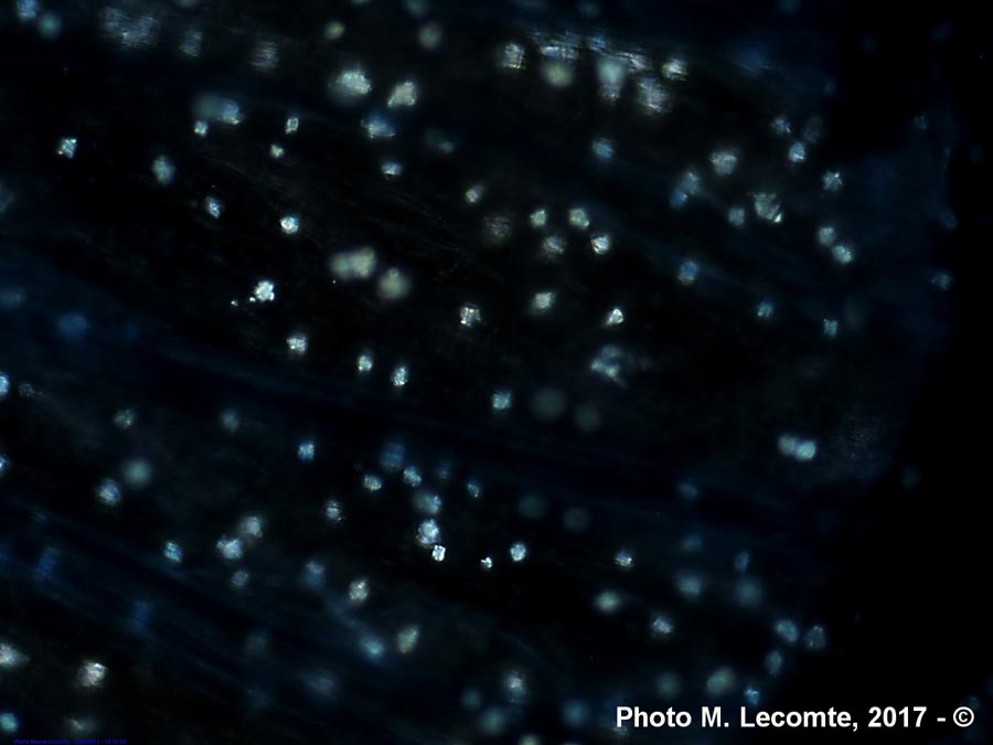 Stellaria media (mouron blanc, mouron des oiseaux)