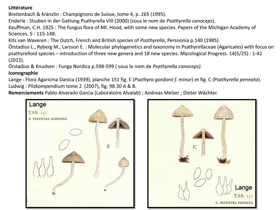 Coprinopsis canoceps