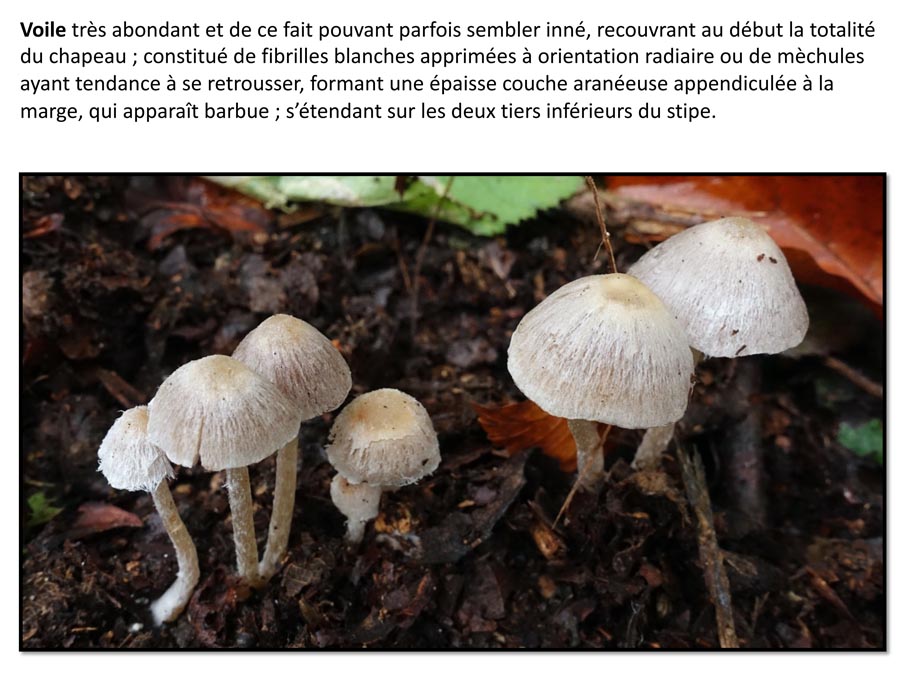 Coprinopsis canoceps