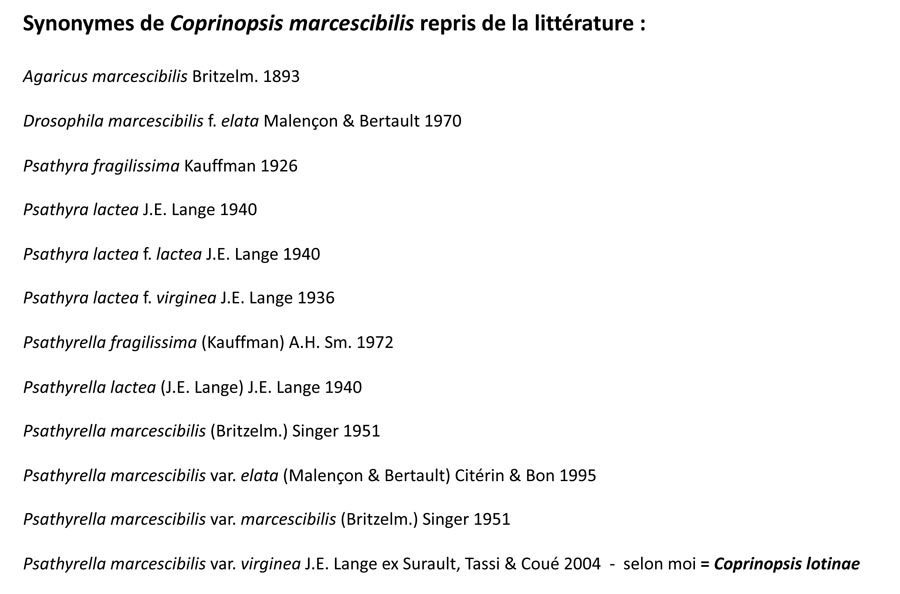 Coprinopsis marcescibilis